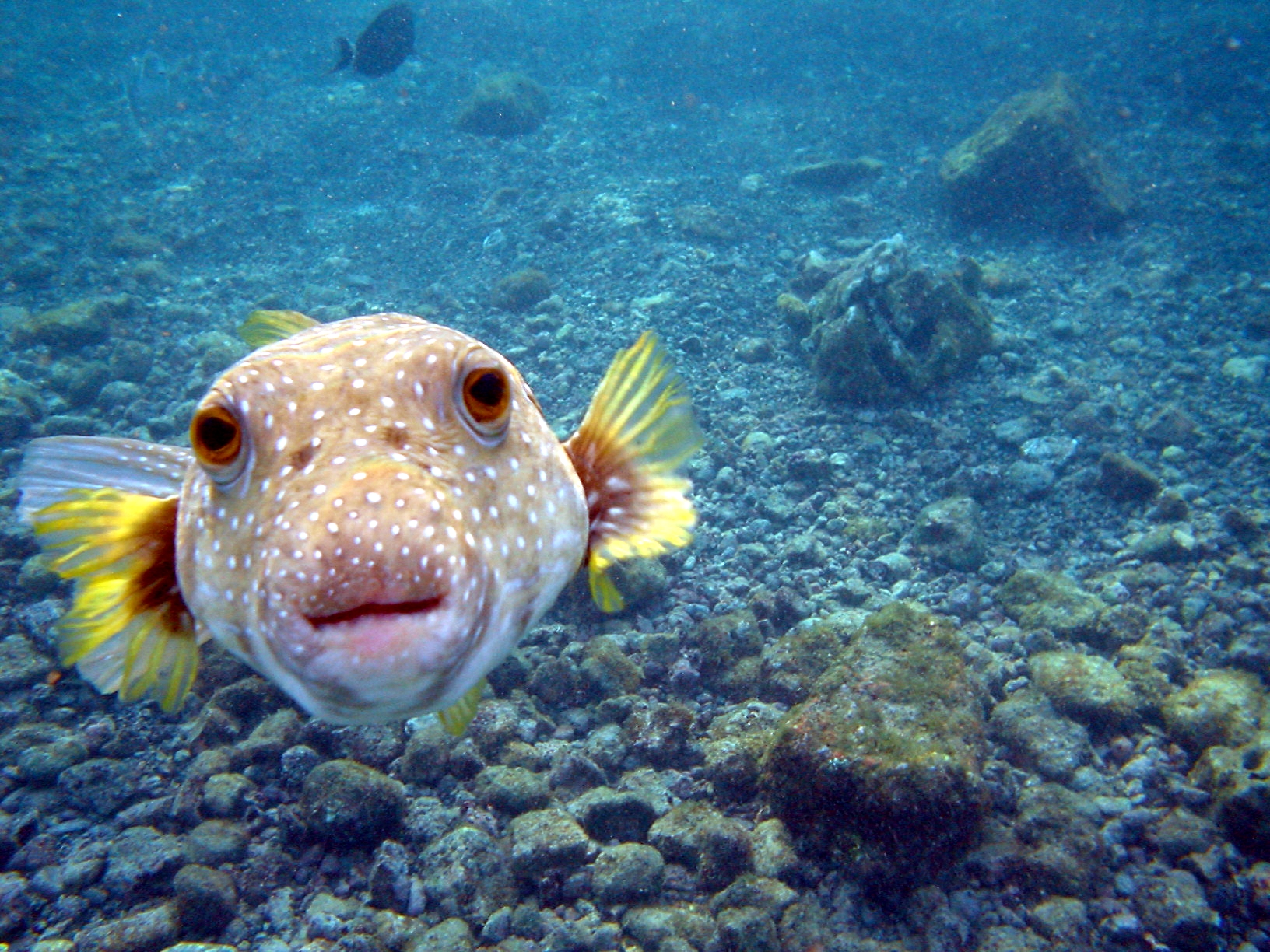 Puffer fish teeth