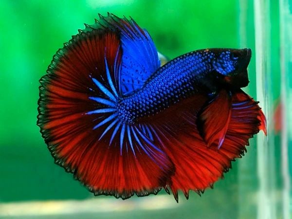 Red and blue betta fish