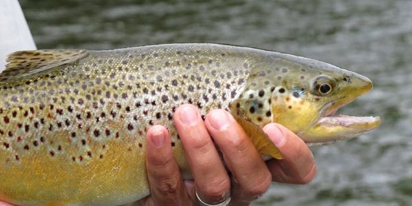 Housatonic river fishing report