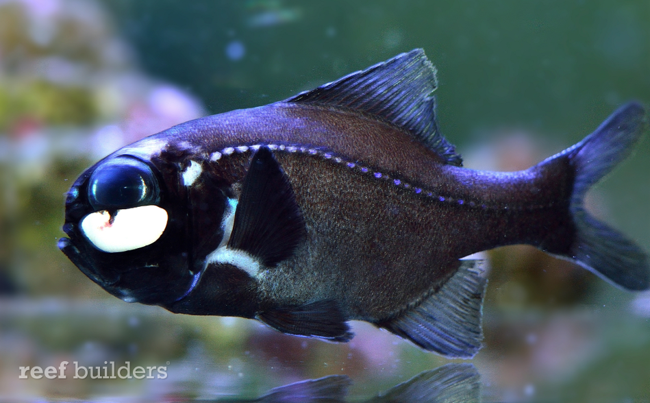 Flashlight Fish - An Overview