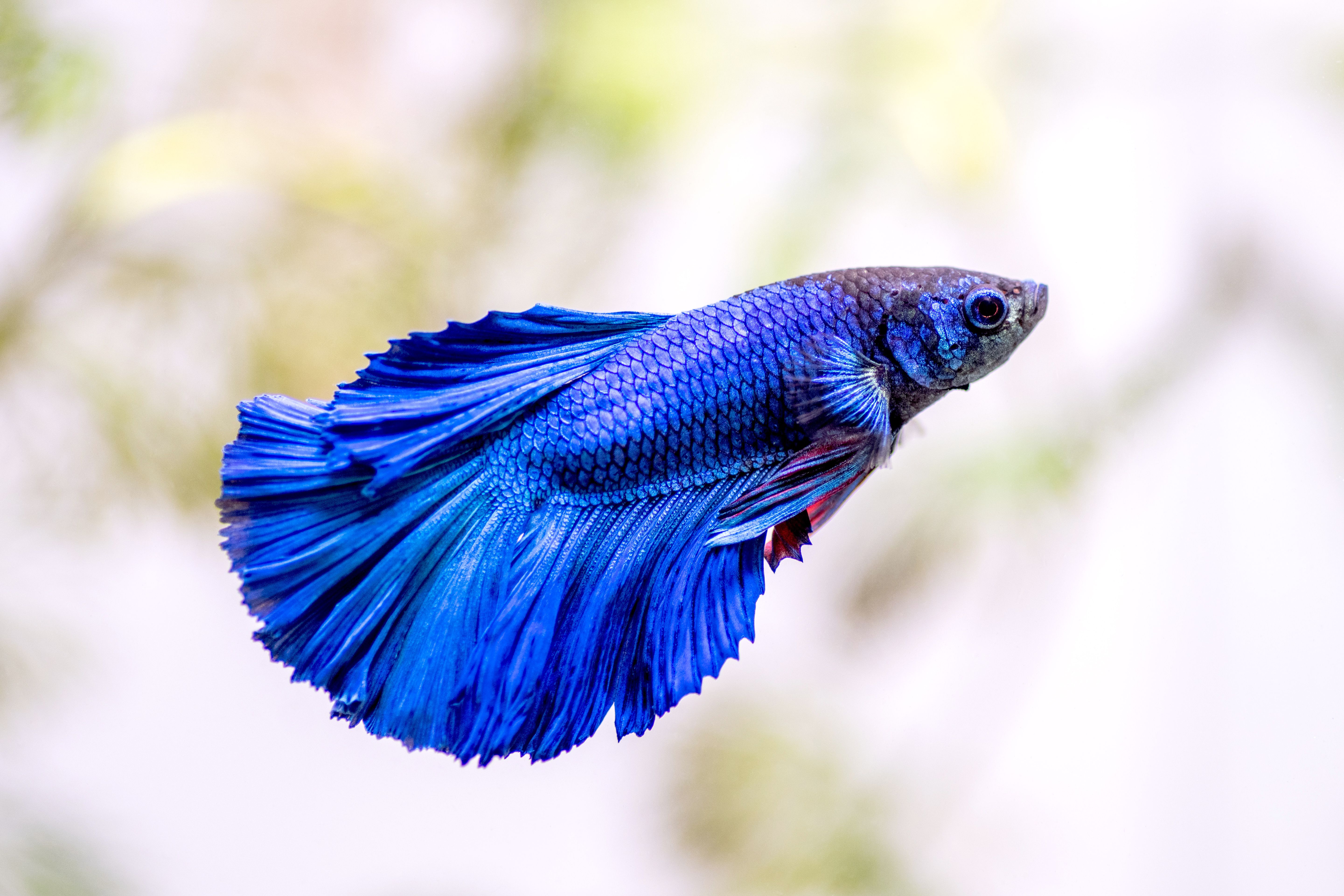 The Evolution of Betta Fish Coloration