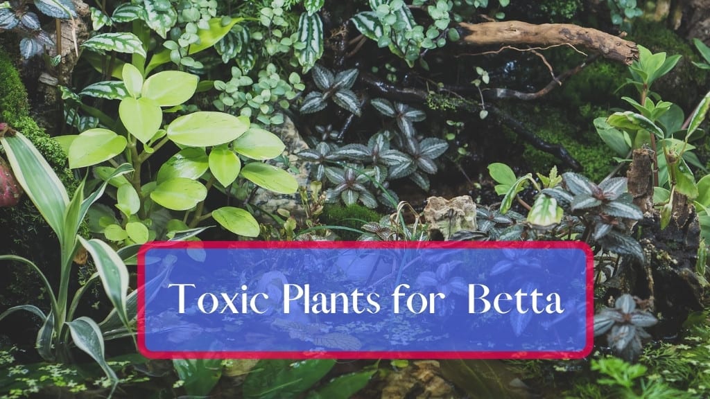 Dangerous Plants for Betta Fish