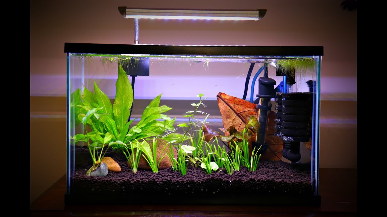 Choosing Compatible Tank Mates for a Betta Fish