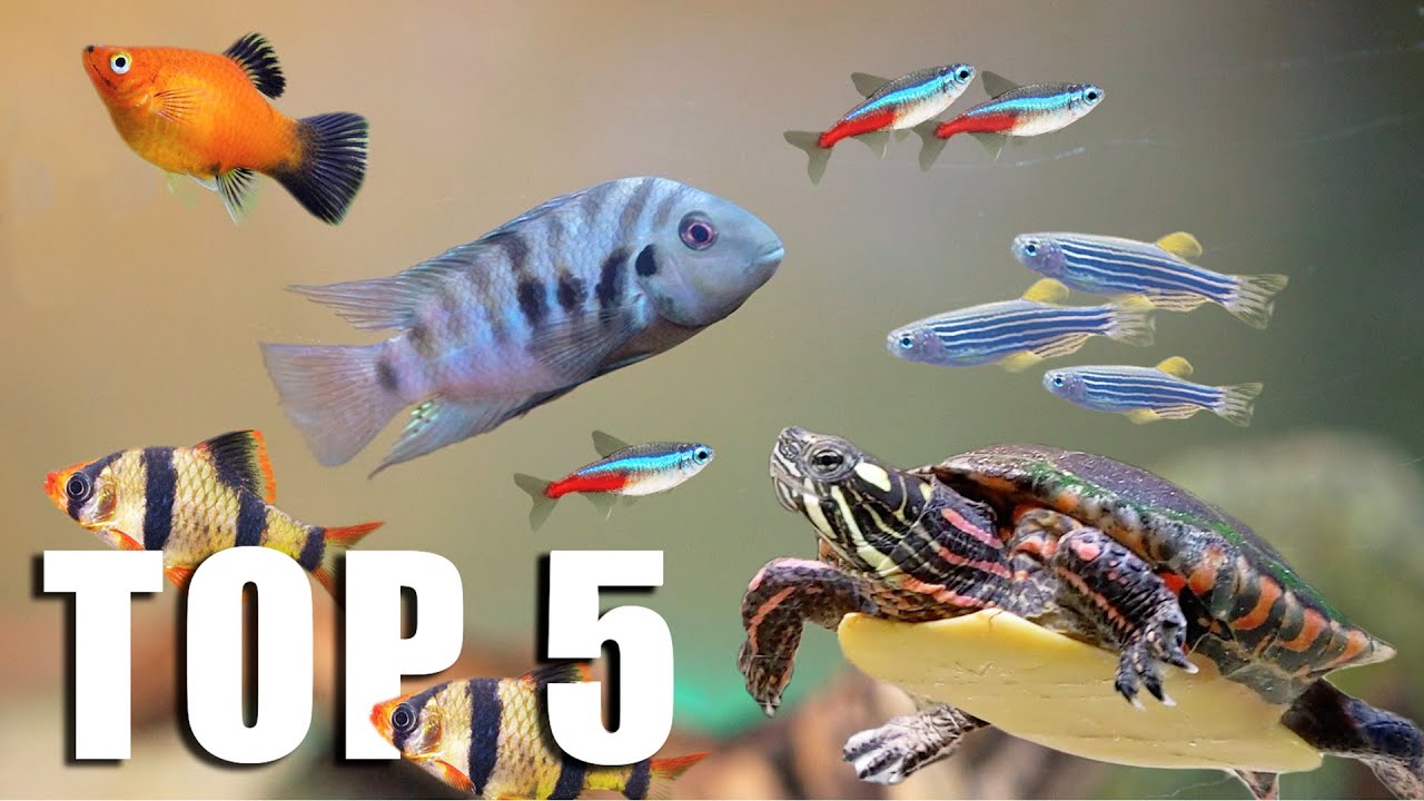 Best fish for turtle tank