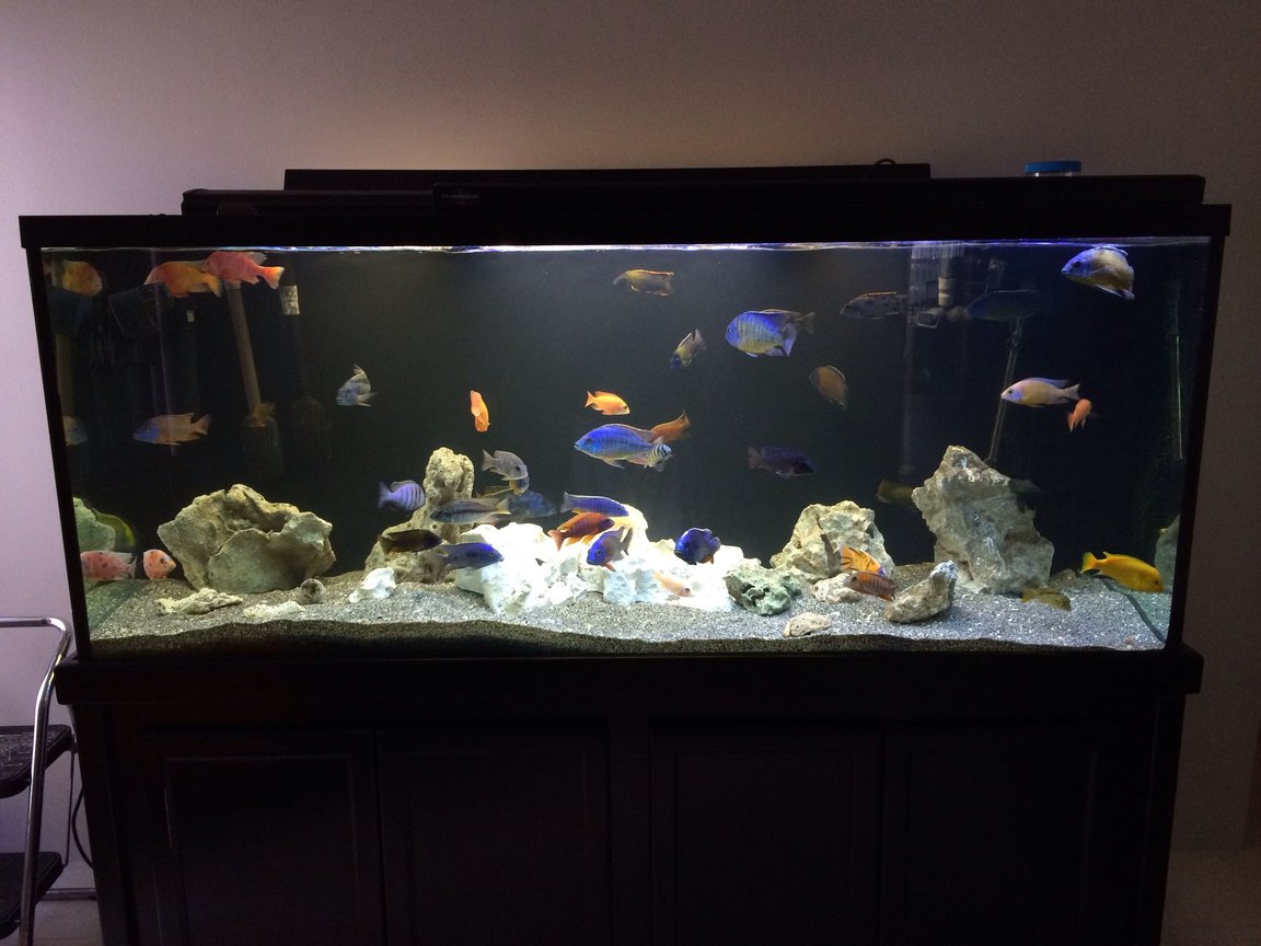 Factors to Consider When Choosing a 220 Gallon Fish Tank