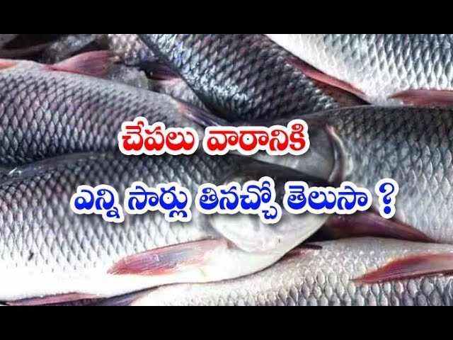 Rohu fish in telugu