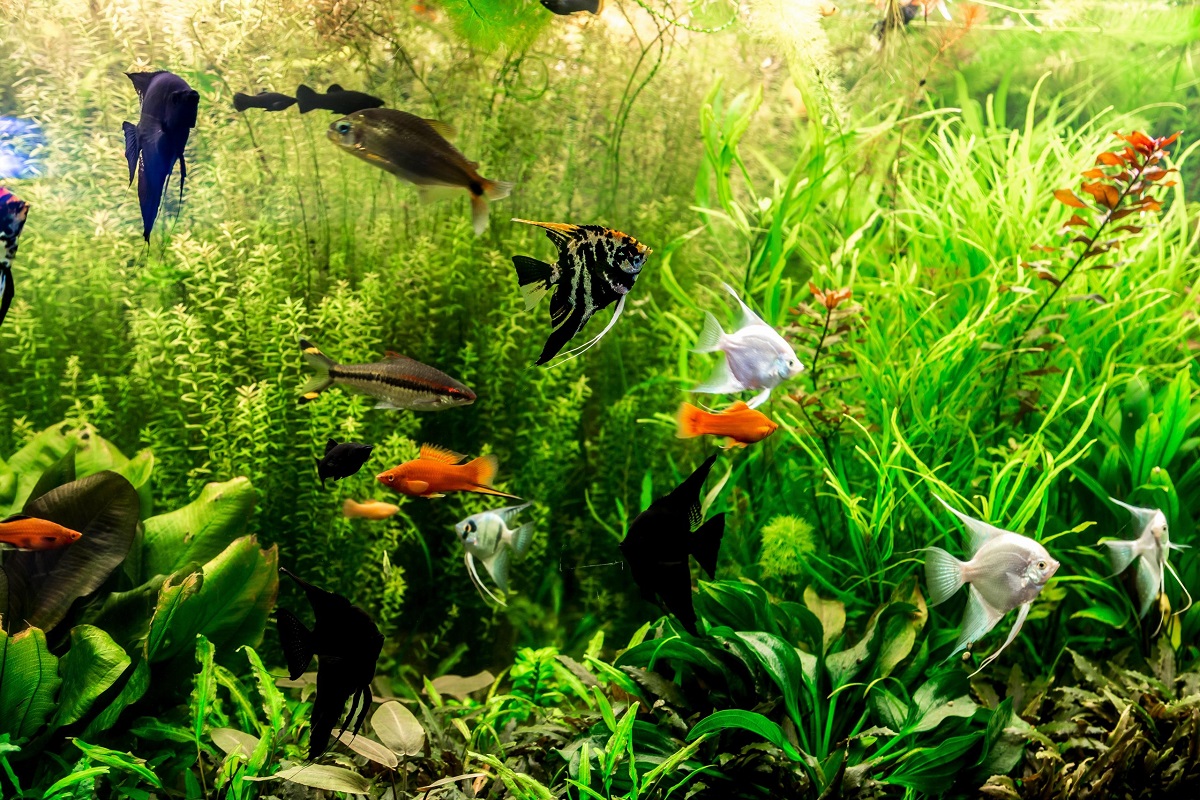 Benefits of Freshwater Aquarium Fish