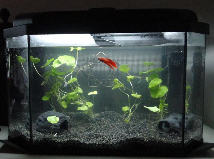 Best aquarium decorations for betta fish