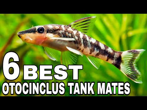 Compatible Tank Mates: