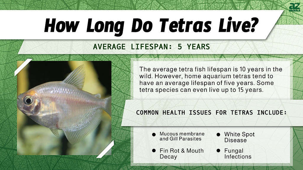 Tetra fish lifespan