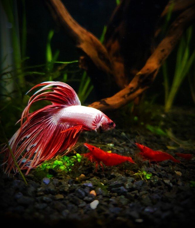 Betta Fish: Solitary by Nature