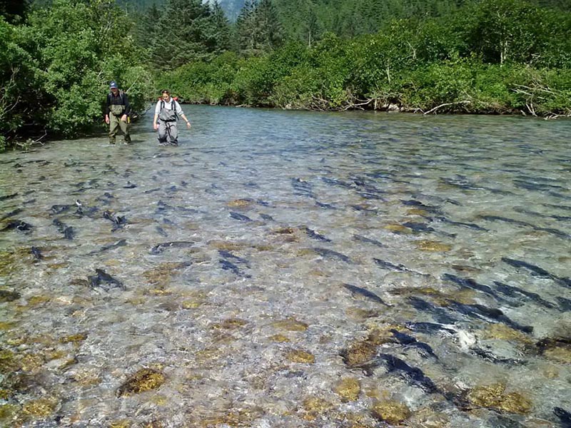 Copper river fish counter