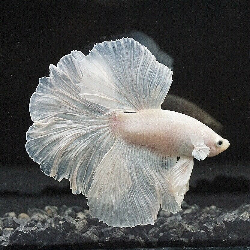 Discover the Beauty of Platinum Betta Fish