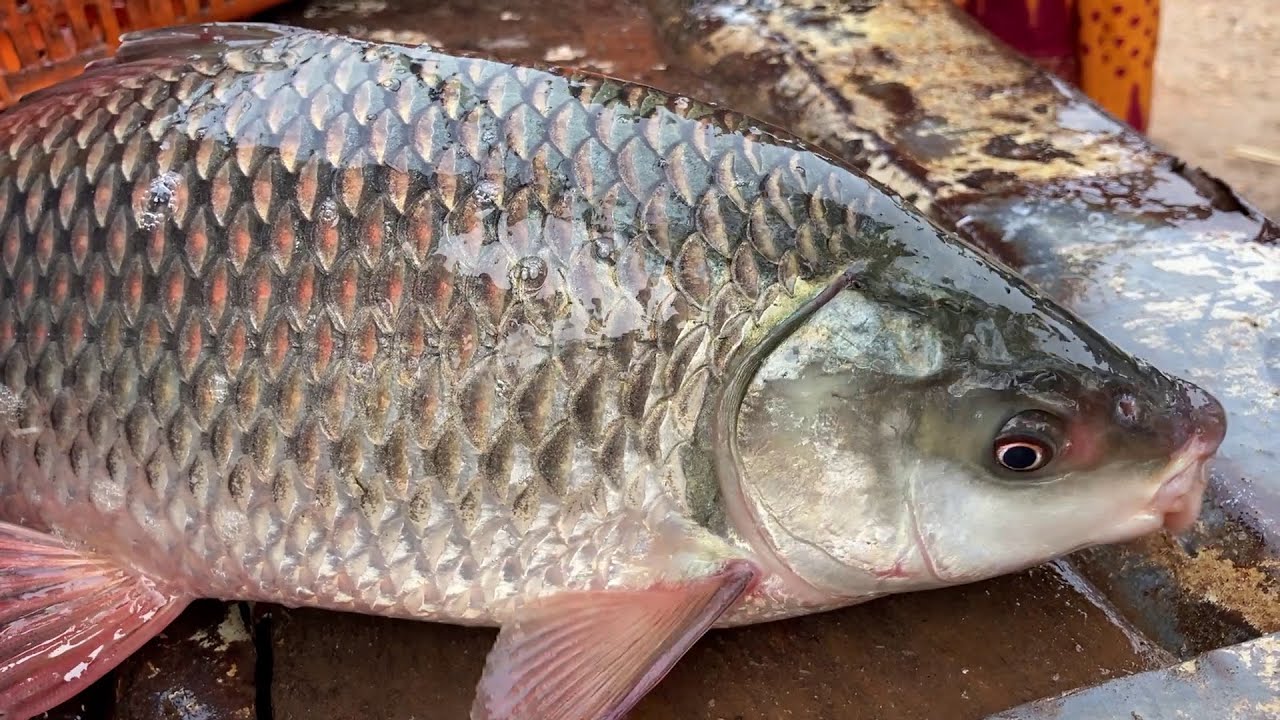 Telugu Name for Rohu Fish