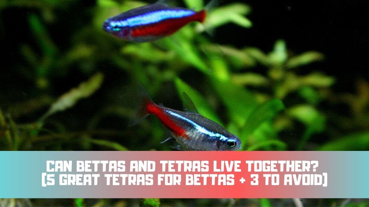 Creating the Perfect Environment for Tetras and Bettas