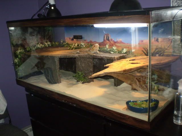 What size aquarium for bearded dragon