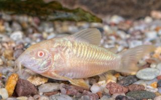 How long do cory catfish live