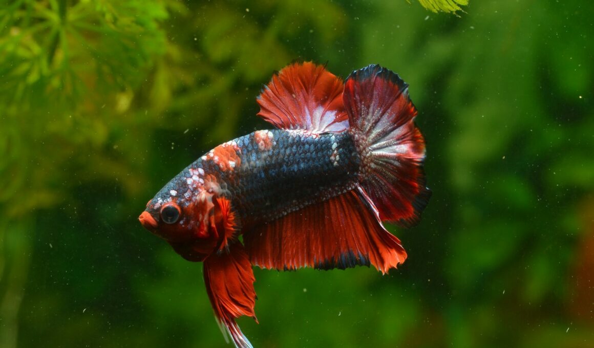 Why do betta fish disappear