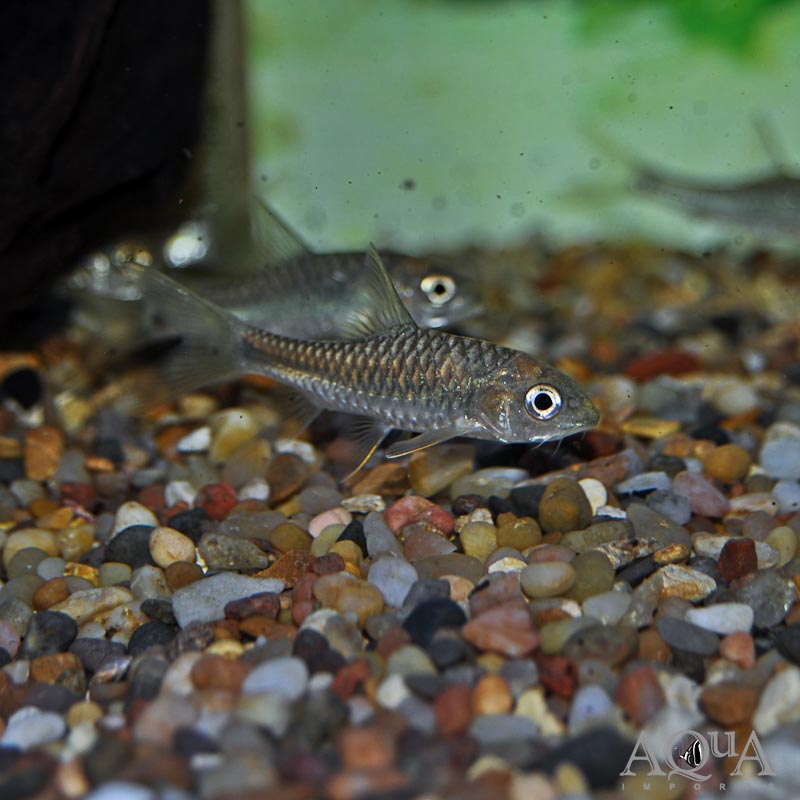 Blue mahseer fish