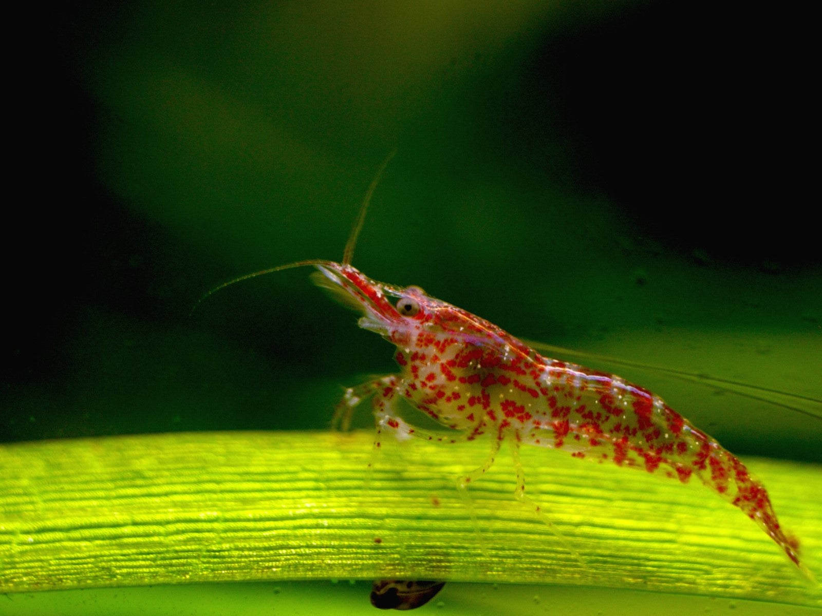 Importance of Water Parameters for Shrimp Lifespan