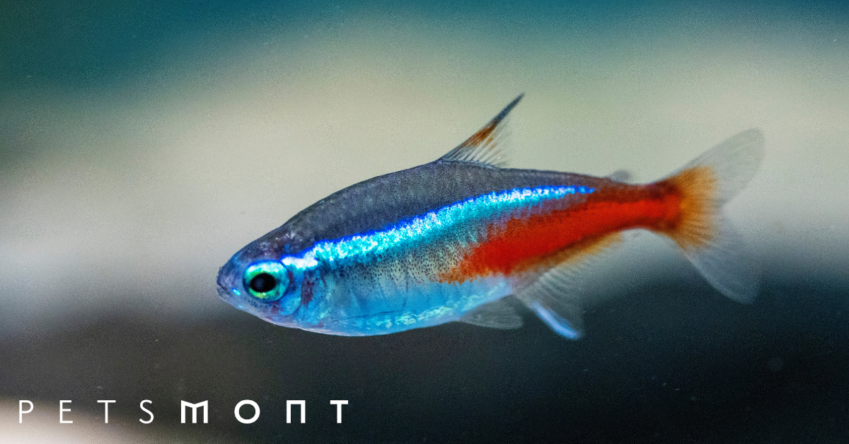 Can tetra fish live with bettas