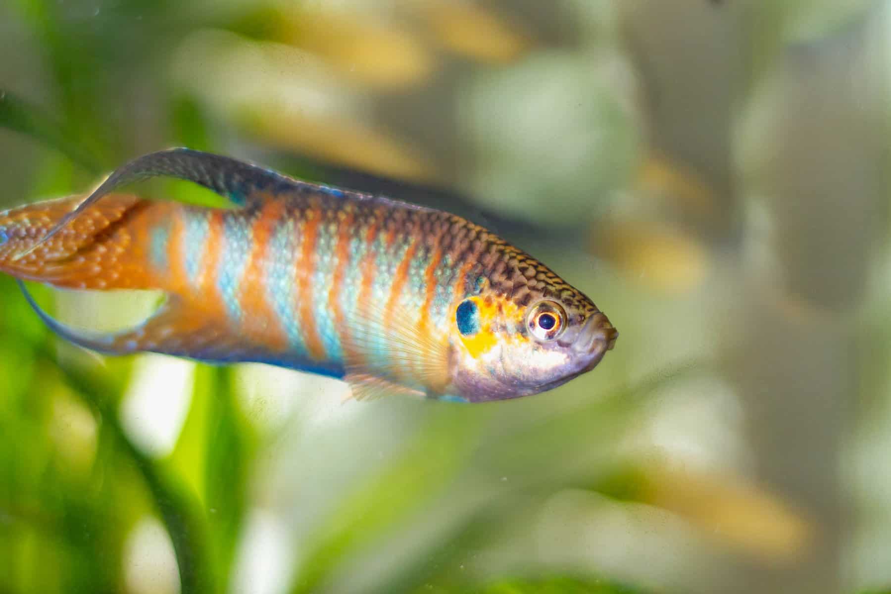 Top Fish Choices for No Filter Tanks