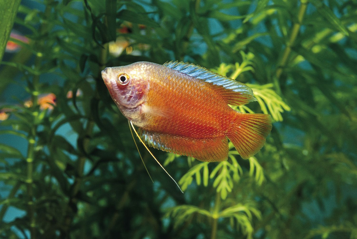 Dwarf gourami tank setup