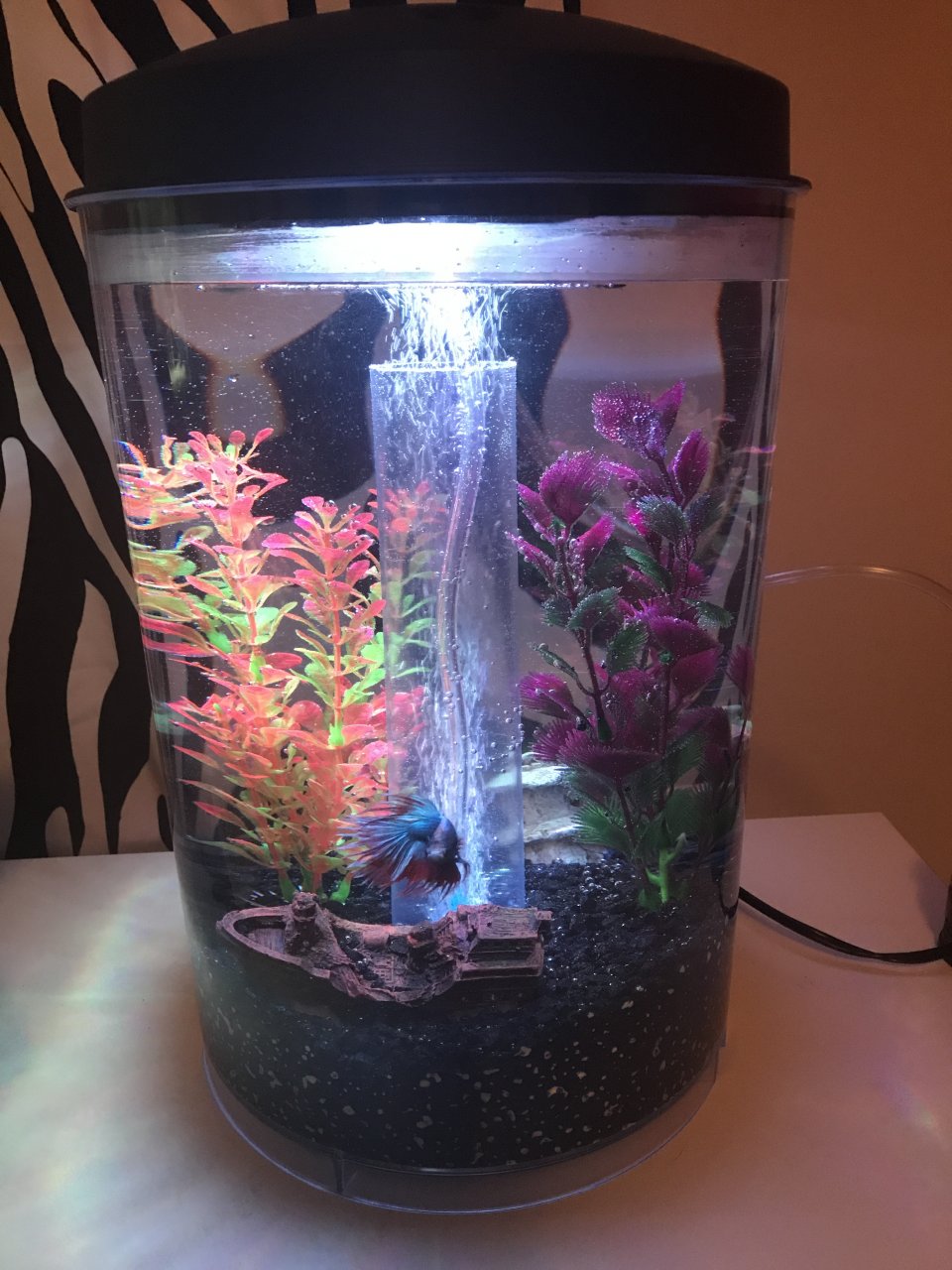 Betta tank mates 3 gallon