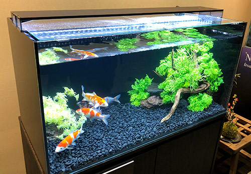 Indoor koi fish tank ideas