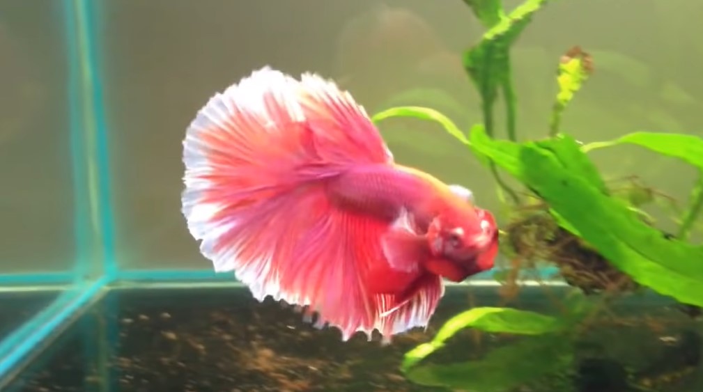 Pink Betta Fish