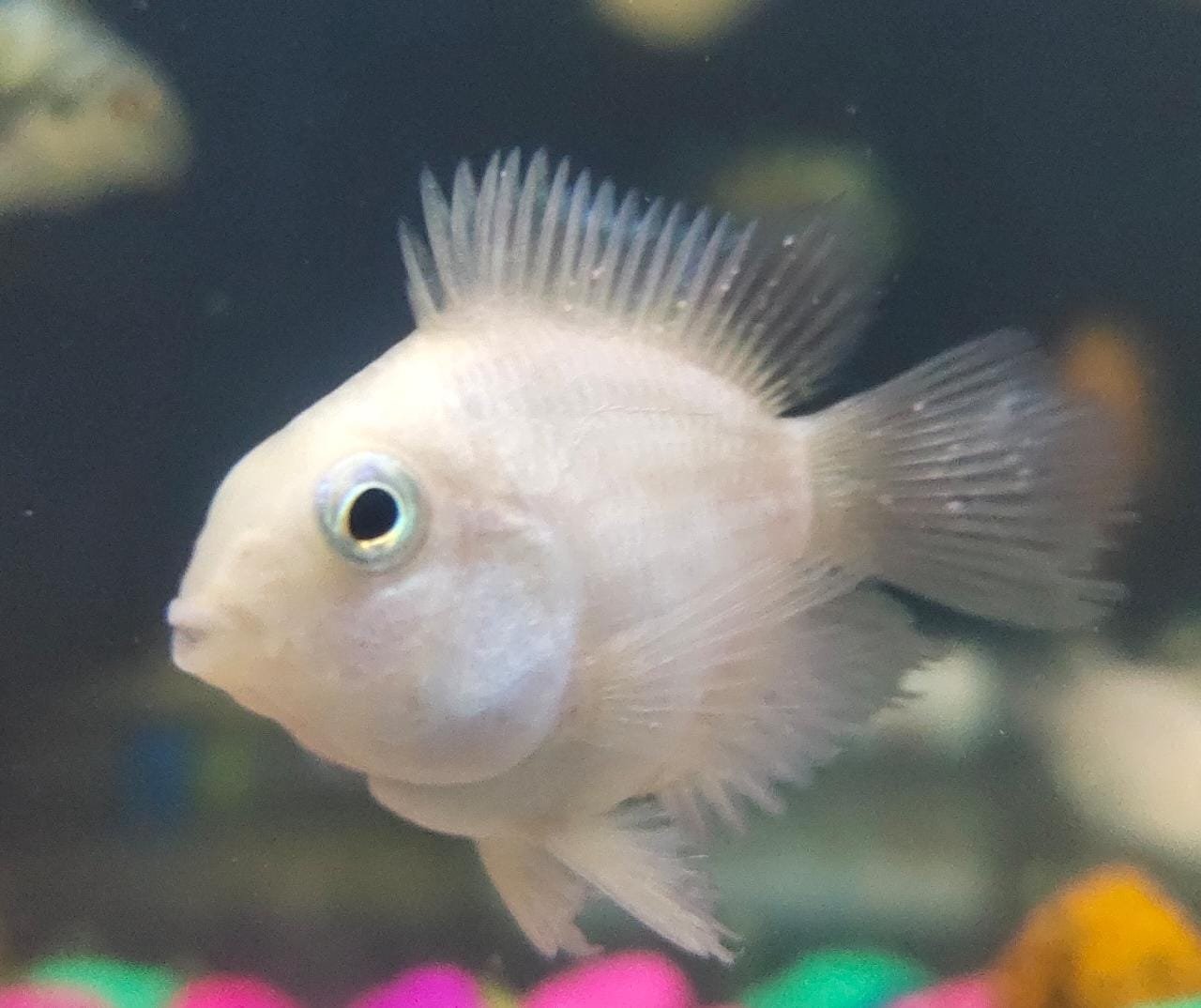 Platinum parrot fish