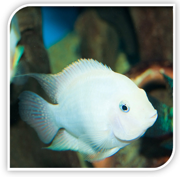 Meet the Platinum Parrot Fish