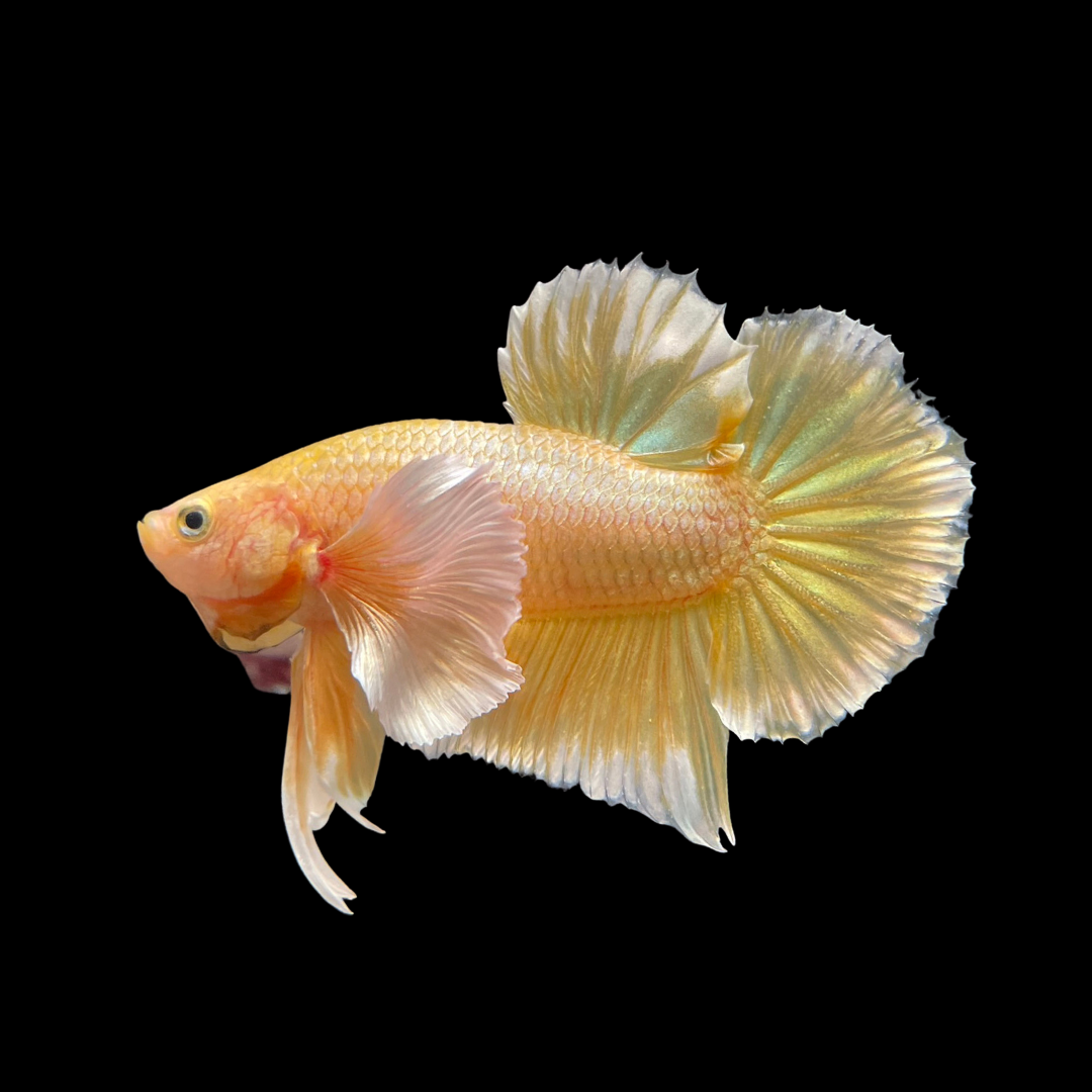 Betta fish gold