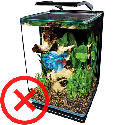 Benefits of Keeping Betta Tank Mates