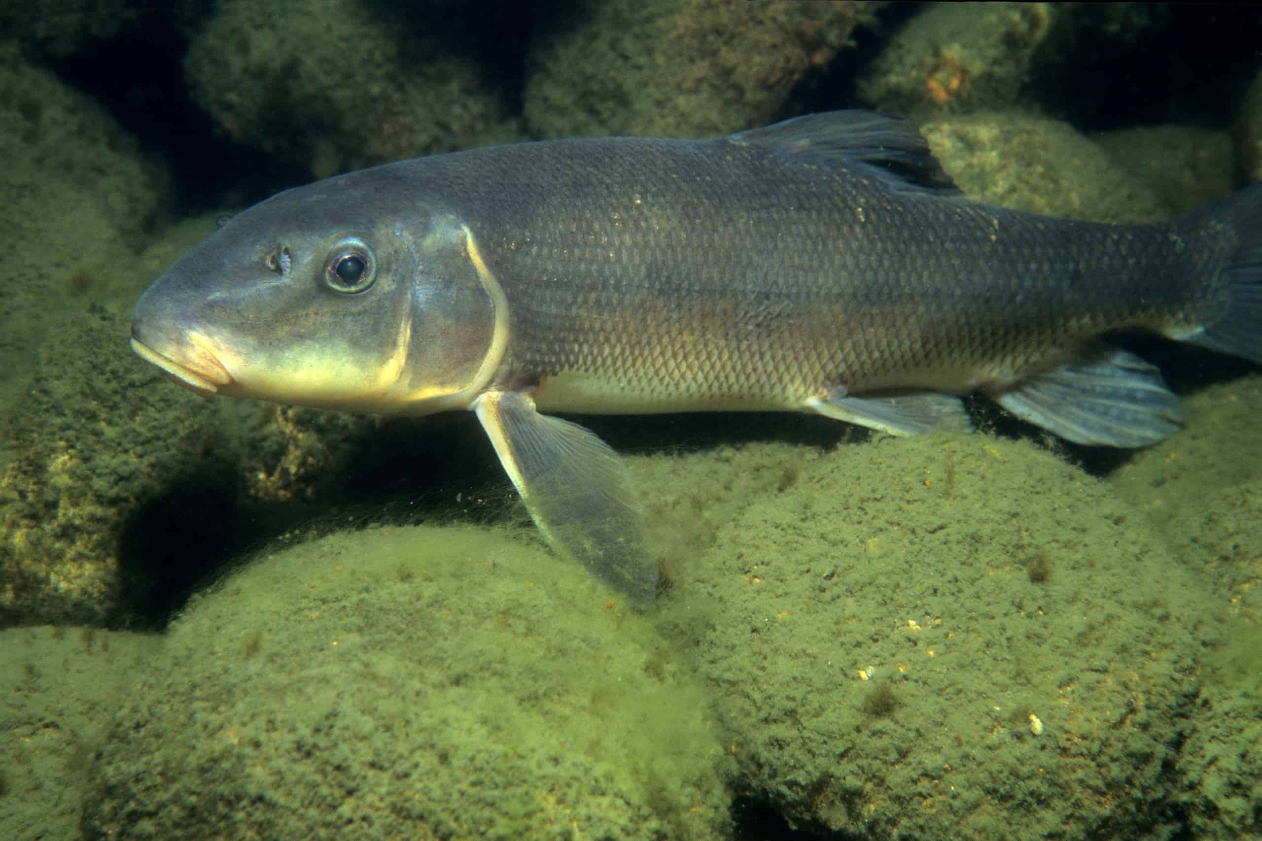 How long do sucker fish live