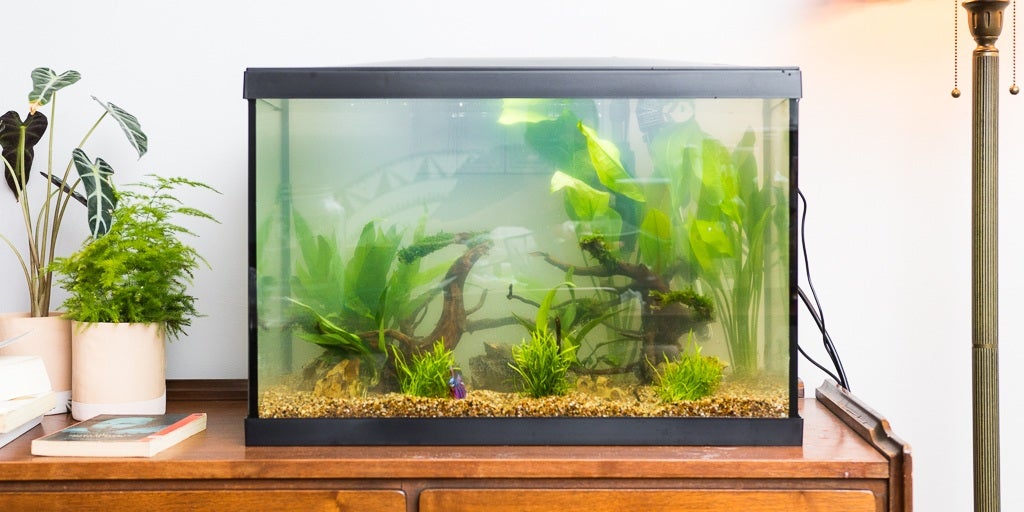 Best budget aquarium light