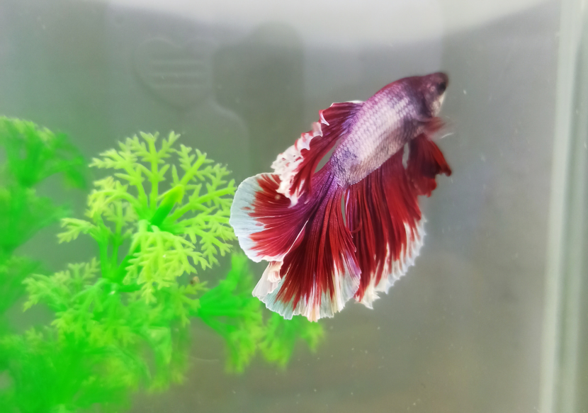 How Often Do Betta Fish Poop: A Guide to Their Bowel Movements