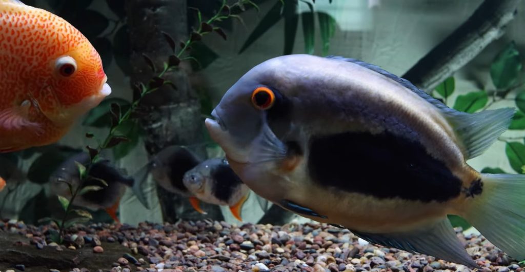 blackberry fish in aquarium