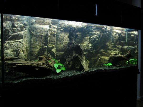 155 gallon fish tank