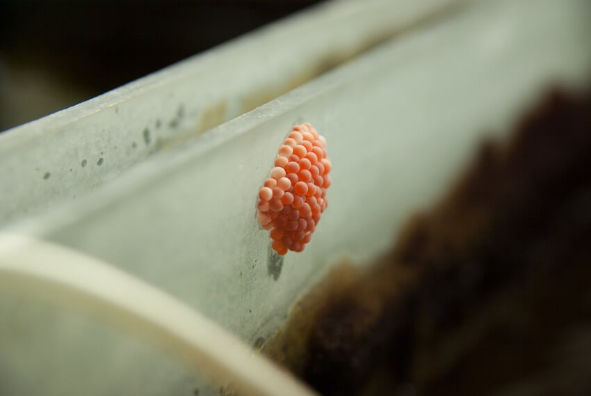 What do snail eggs look like in a fish tank