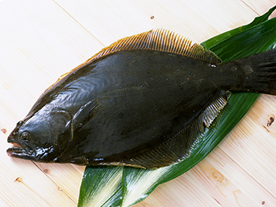 Hirame fish