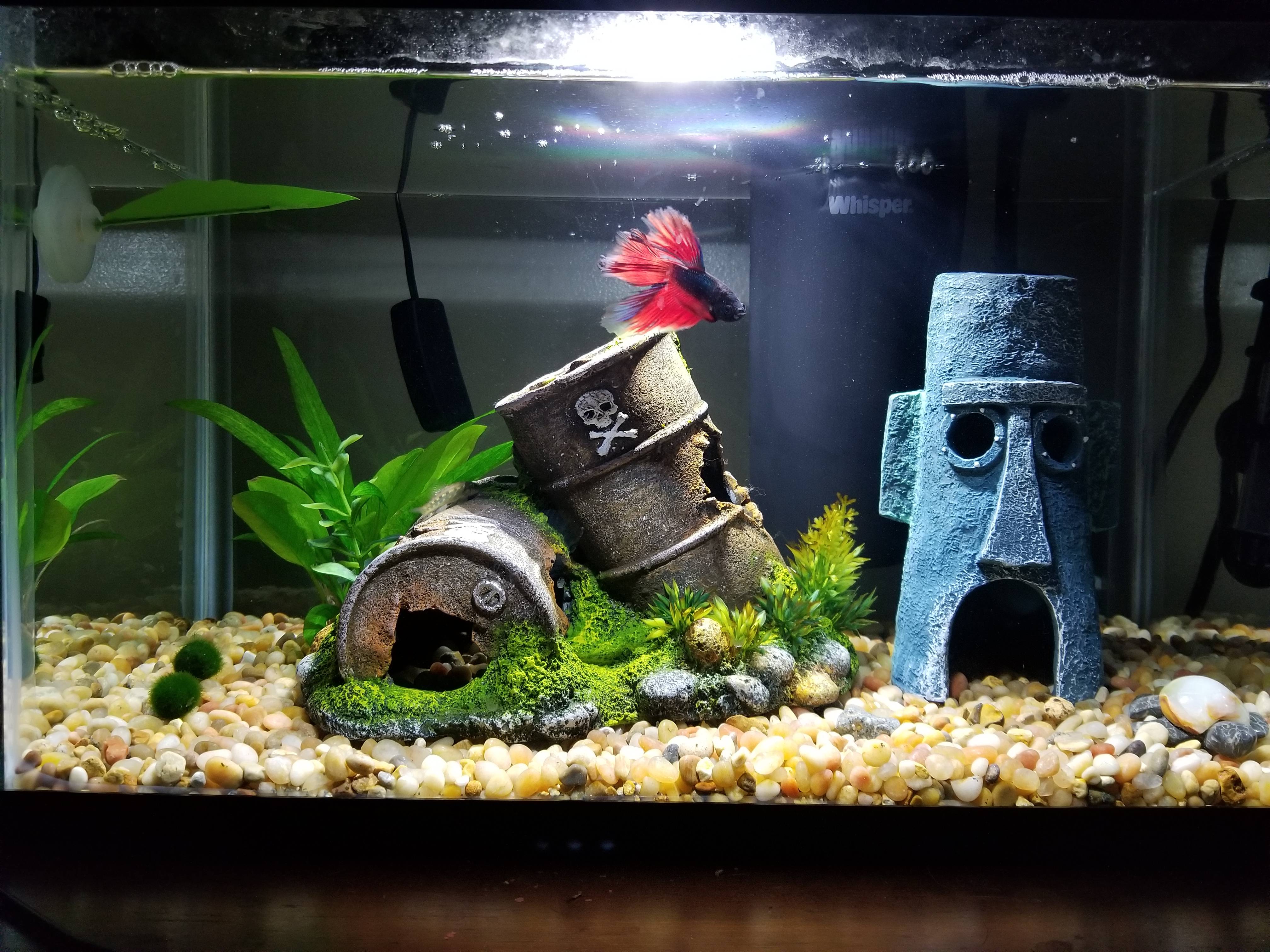 Popular Fish Species for a 5 Gallon Tank with a Betta Fish