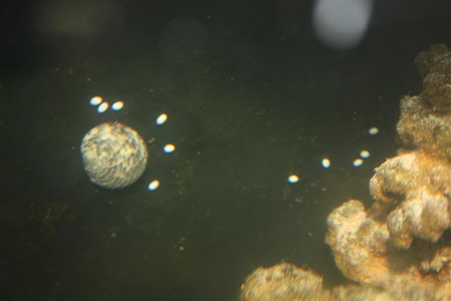 The Impact of Snail Eggs on a Fish Tank