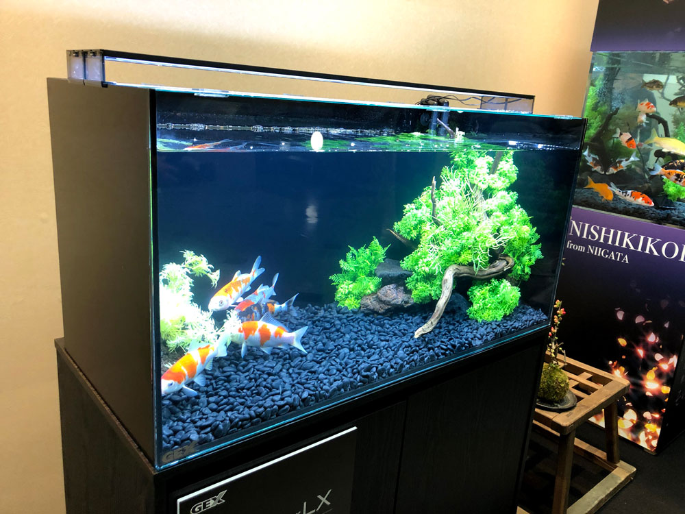 Indoor Koi Tank Designs