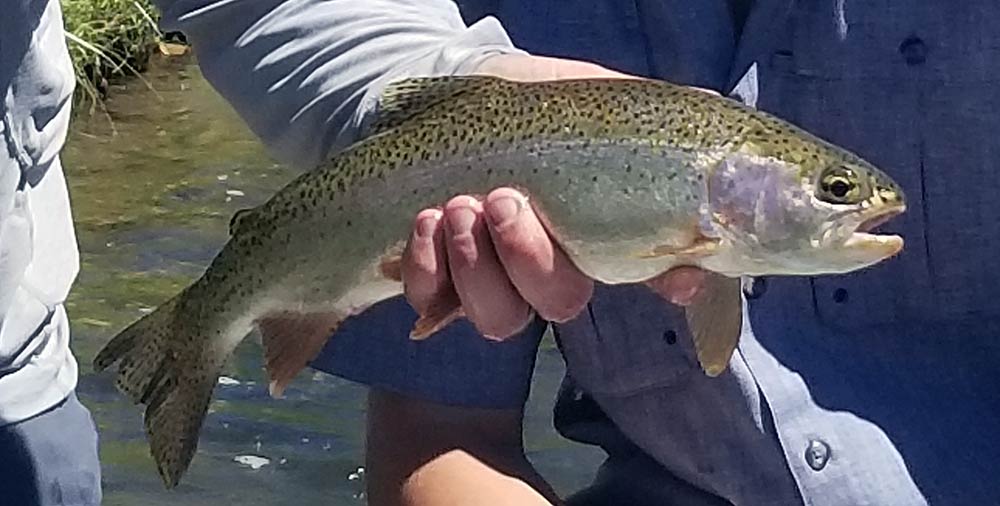 Lower madison river fishing report