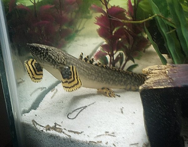 Senegal bichir care