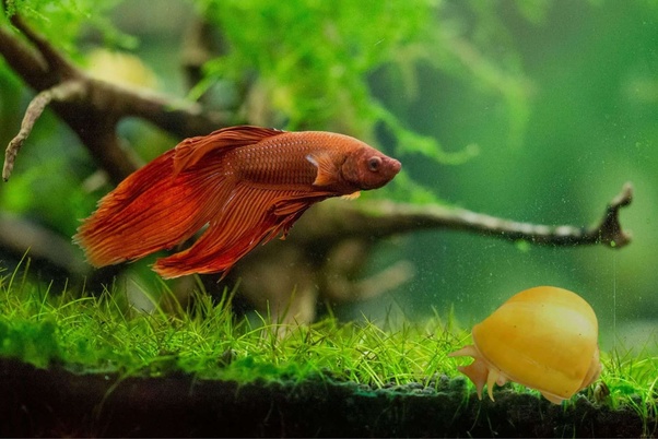 Can betta fish live with snails