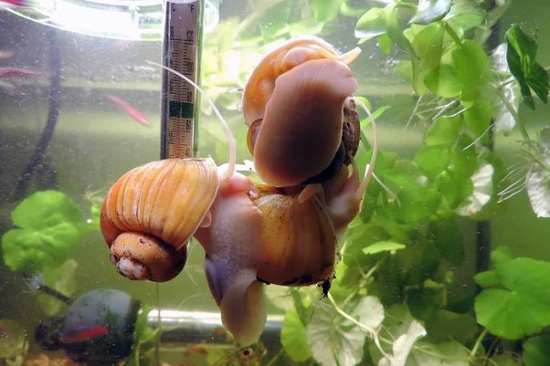 Preventing Betta Fish from Harassing Snails