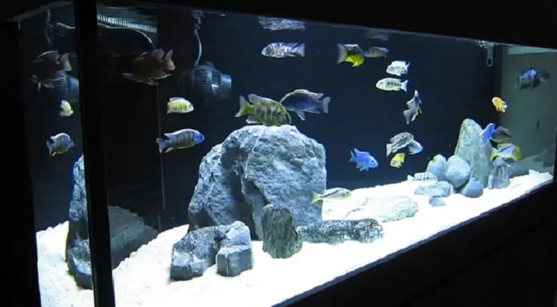 Peacock cichlid tank setup