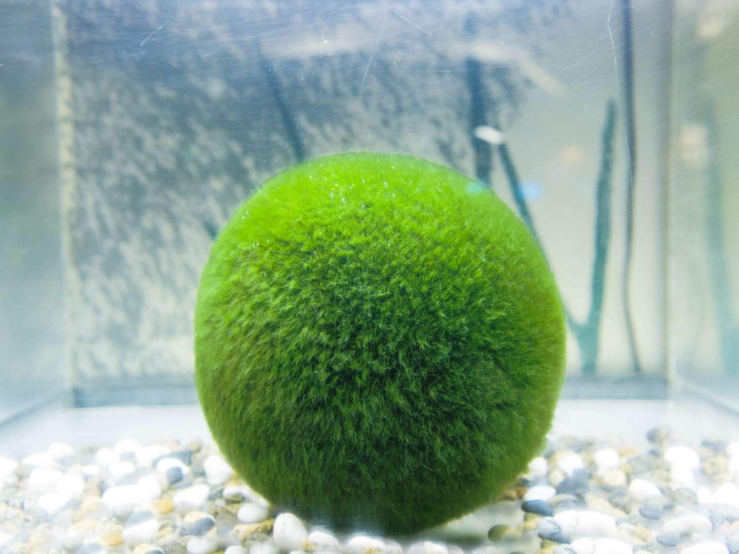 What fish can live with moss balls